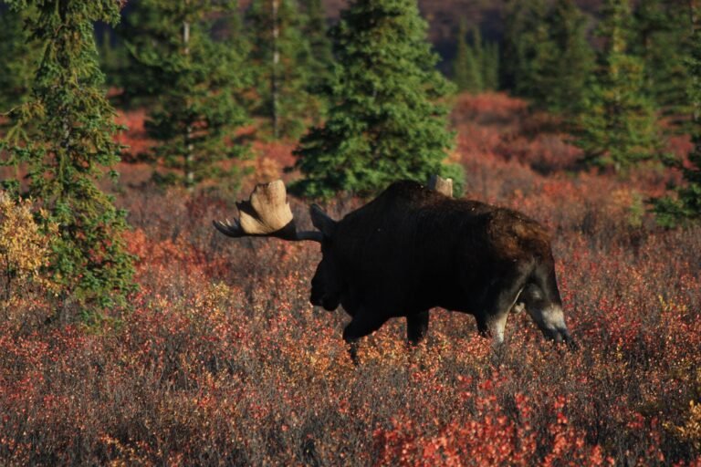 Large bull moose walking through autumn brush in Denali National Park