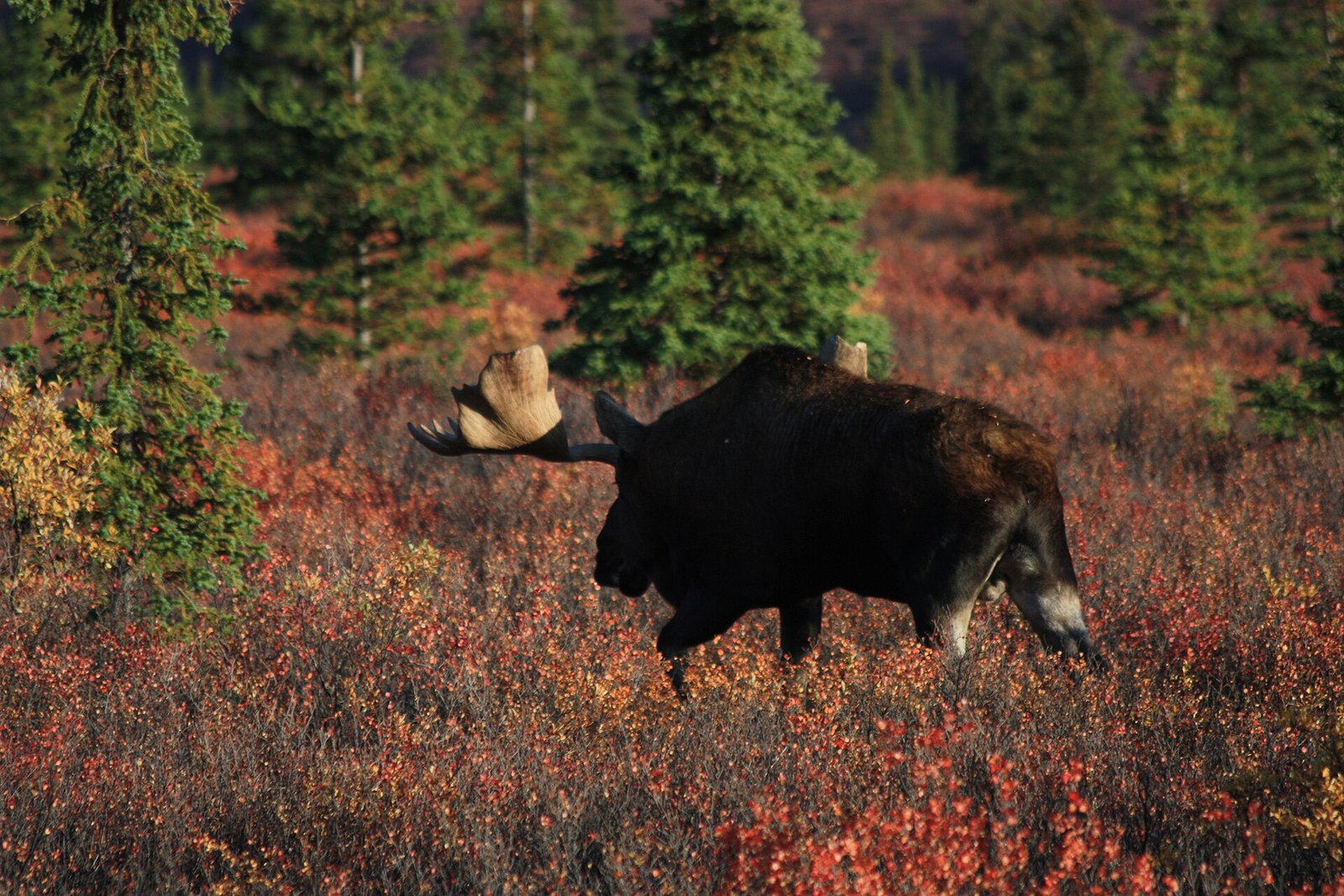 Large bull moose walking through autumn brush in Denali National Park