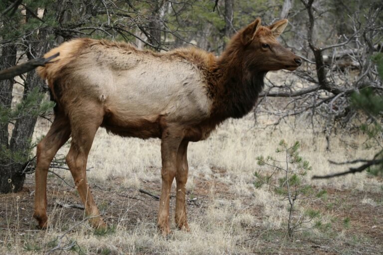 Wild elk standing in dry grass at Grand Canyon National Park, Arizona.