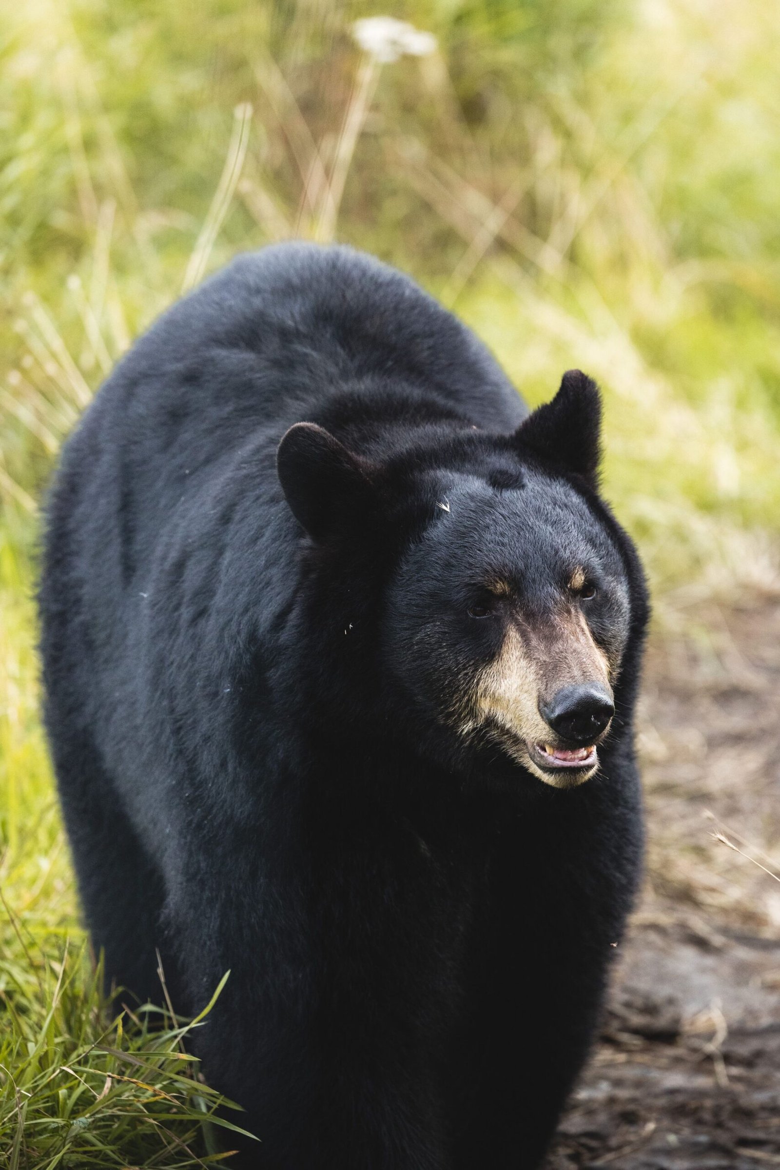 American black bear clearly visible while walking through green grass