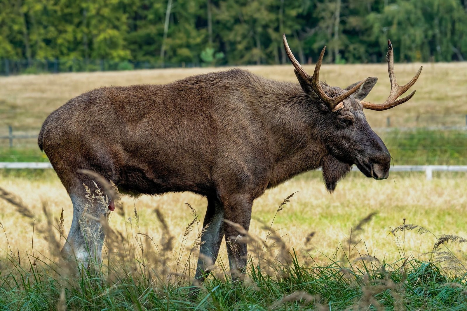Mature bull moose with broad antlers grazing in a sunlit meadow beside a forest