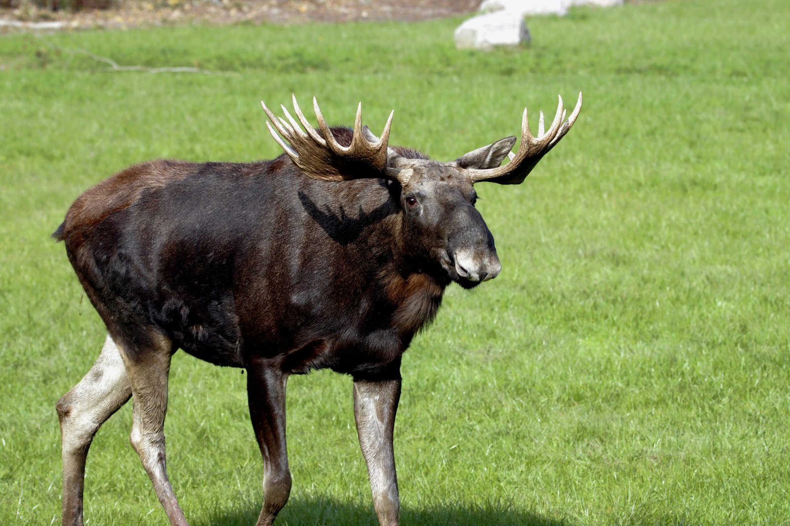 Mature bull moose with antlers standing clearly visible in an open green meadow