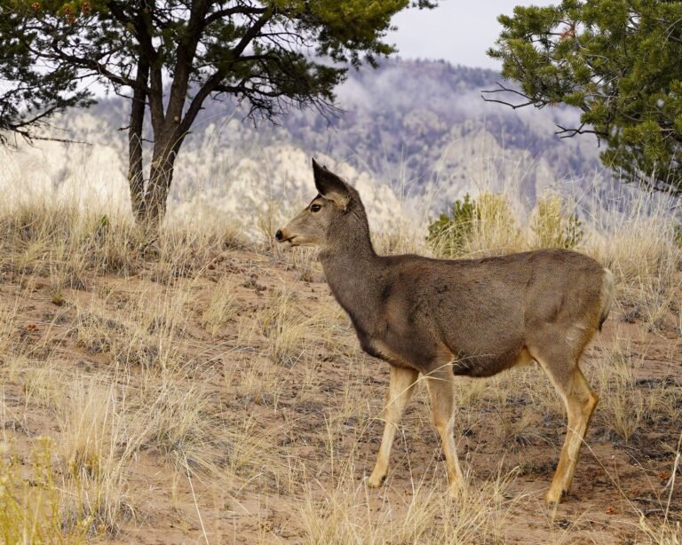 Adult mule deer standing clearly visible in dry grass and scattered trees