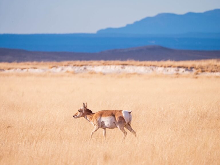 Adult pronghorn walking in profile across open sunlit prairie grass