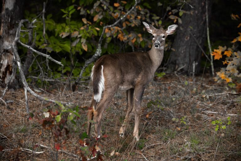 White-tailed deer standing alert and fully visible among colorful autumn leaves
