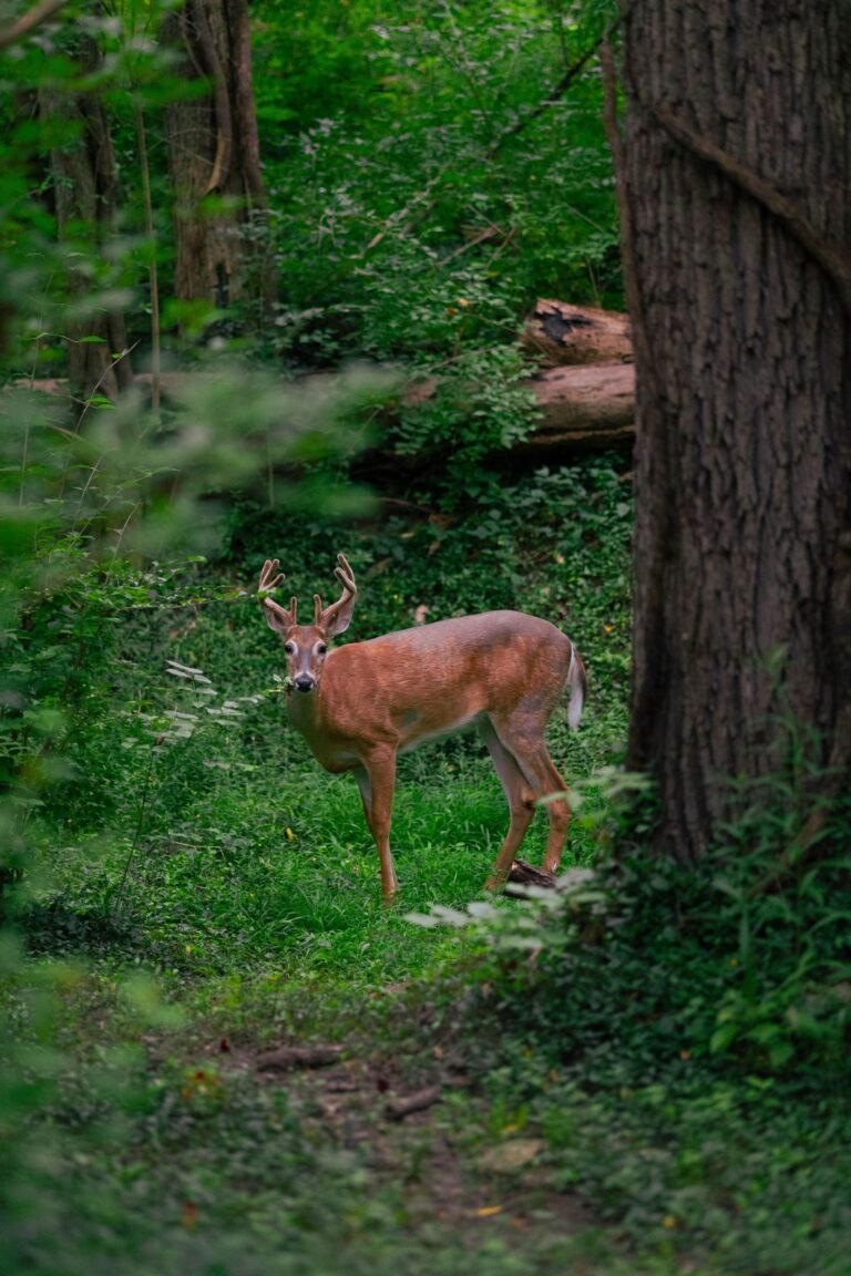Adult white-tailed buck with antlers standing clearly visible in dense green forest