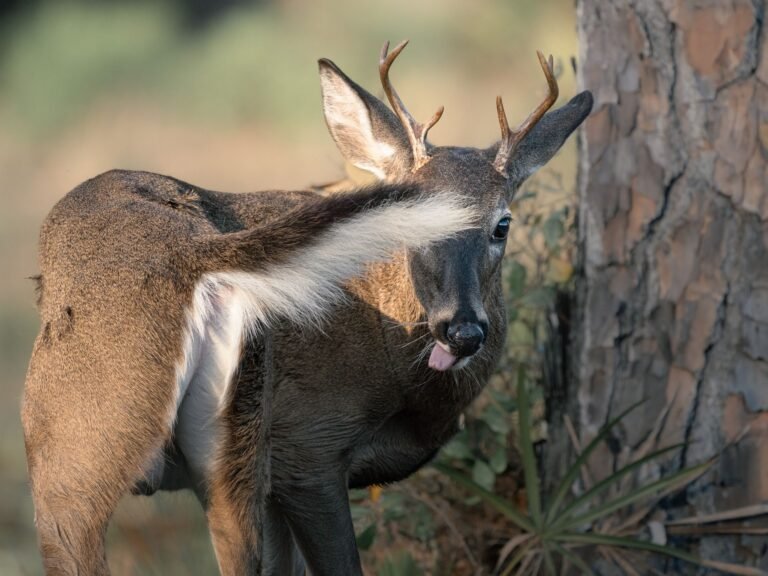 Adult white-tailed buck with visible antlers looking back in a forest setting