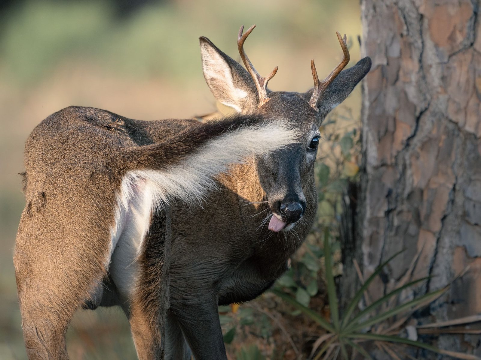 Adult white-tailed buck with visible antlers looking back in a forest setting