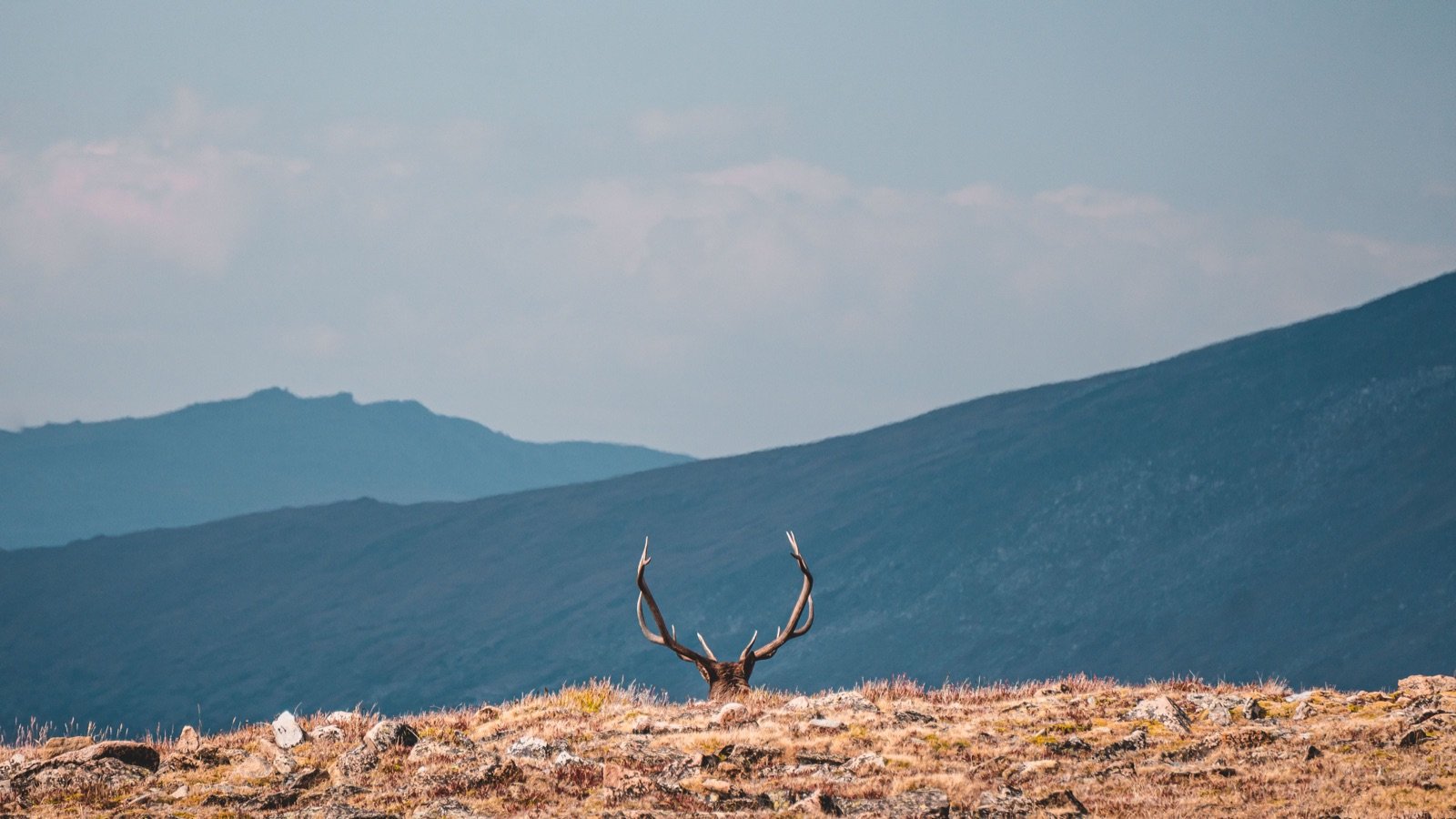 Bull elk antlers rising above a rocky alpine ridge with layered mountains beyond.
