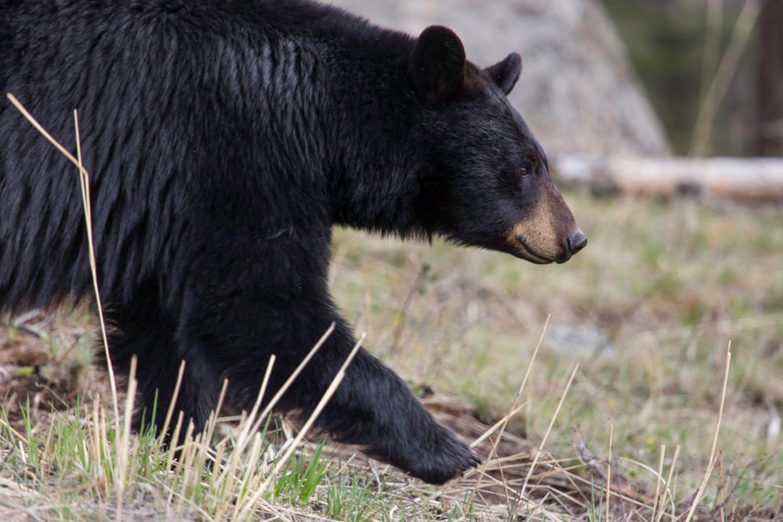 Black bear walking through grass in a broad mountain valley