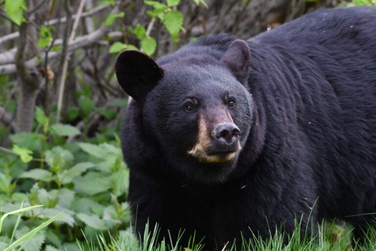 American black bear looking toward the camera in green vegetation at Kenai National Wildlife Refuge