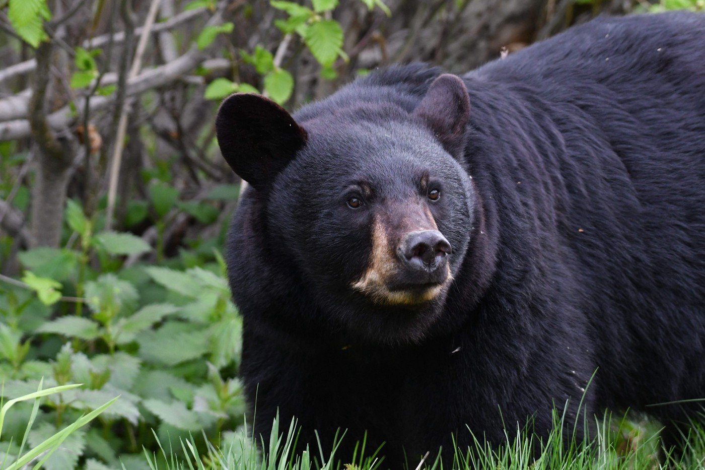 American black bear looking toward the camera in green vegetation at Kenai National Wildlife Refuge