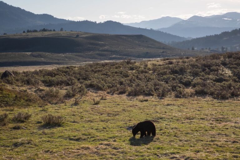Black bear feeding in an open mountain valley with distant ridges