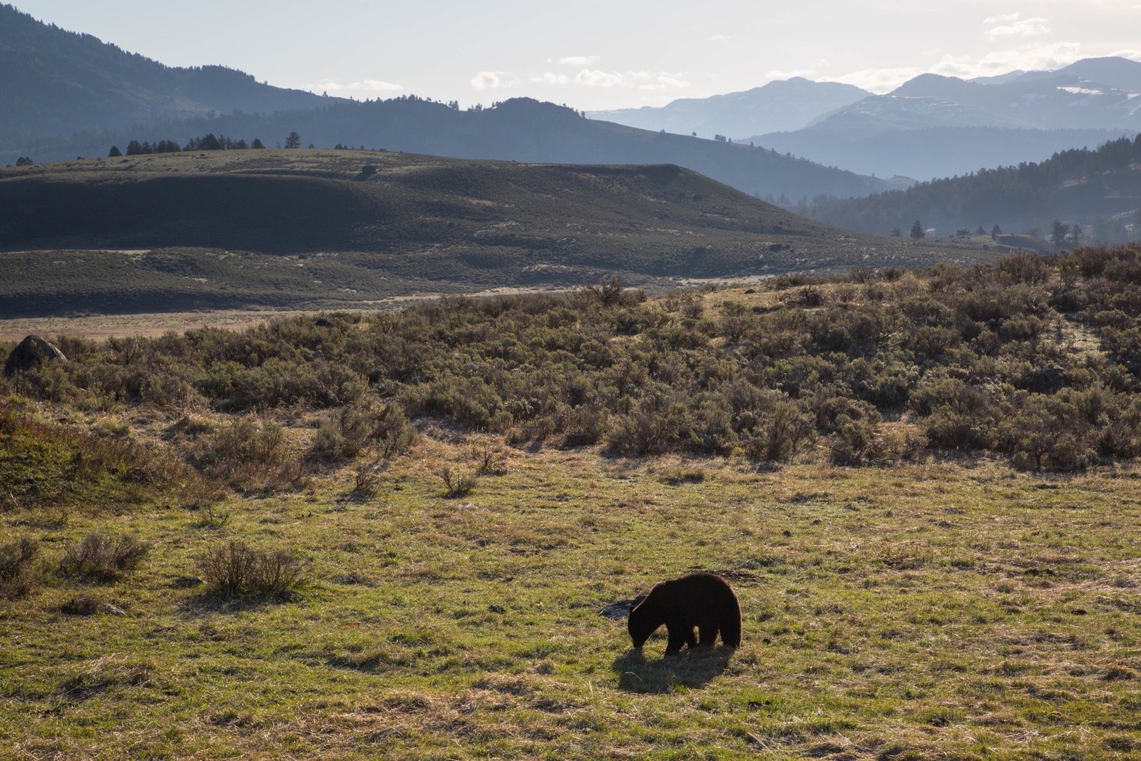Black bear feeding in an open mountain valley with distant ridges