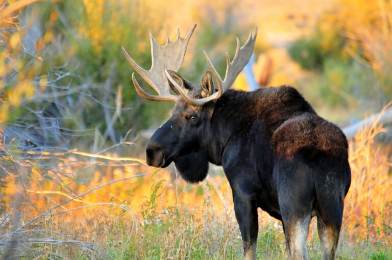 Shiras bull moose looking over its shoulder in autumn vegetation