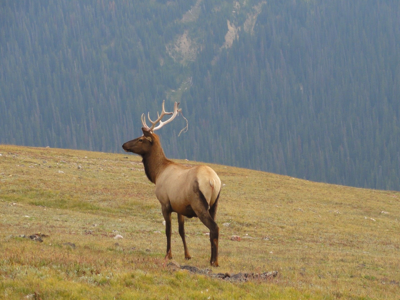 Bull elk standing on an alpine meadow in Rocky Mountain National Park, Colorado