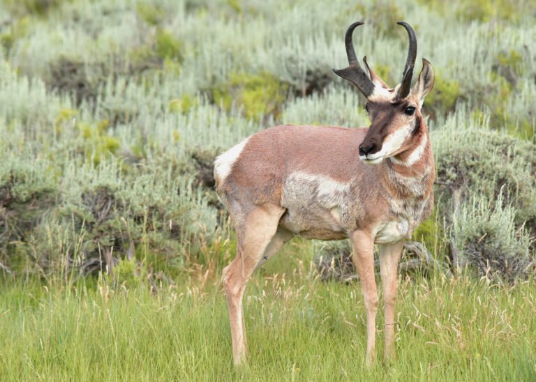 A pronghorn standing in tall grass and sagebrush at Arapaho National Wildlife Refuge in Colorado
