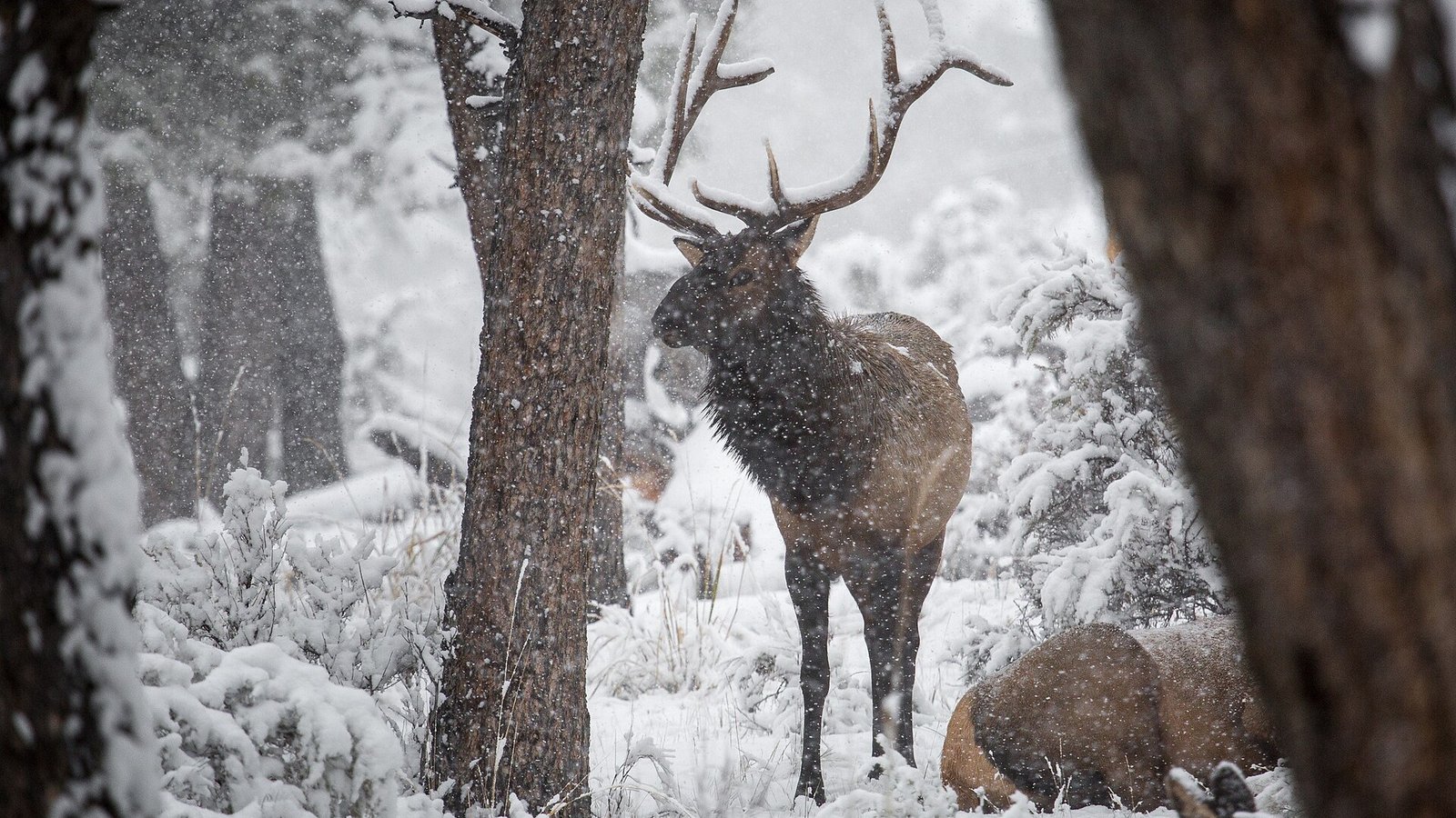 Mature bull elk standing in a snow-covered Yellowstone forest