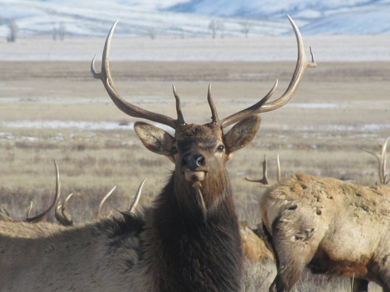 Bull elk facing the camera among a herd in open grassland with patches of snow.
