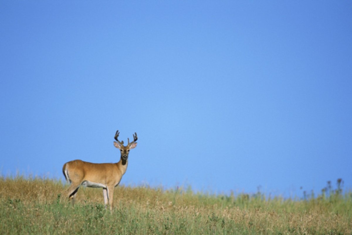 Eight-point white-tailed buck standing in open grass beneath a blue sky