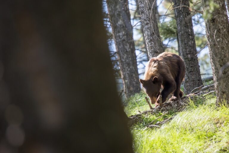Cinnamon-colored black bear walking along a fallen log in open forest