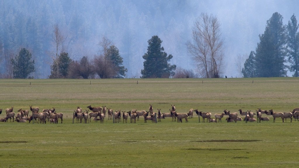 Elk herd gathered in meadow habitat in Boise National Forest, Idaho.