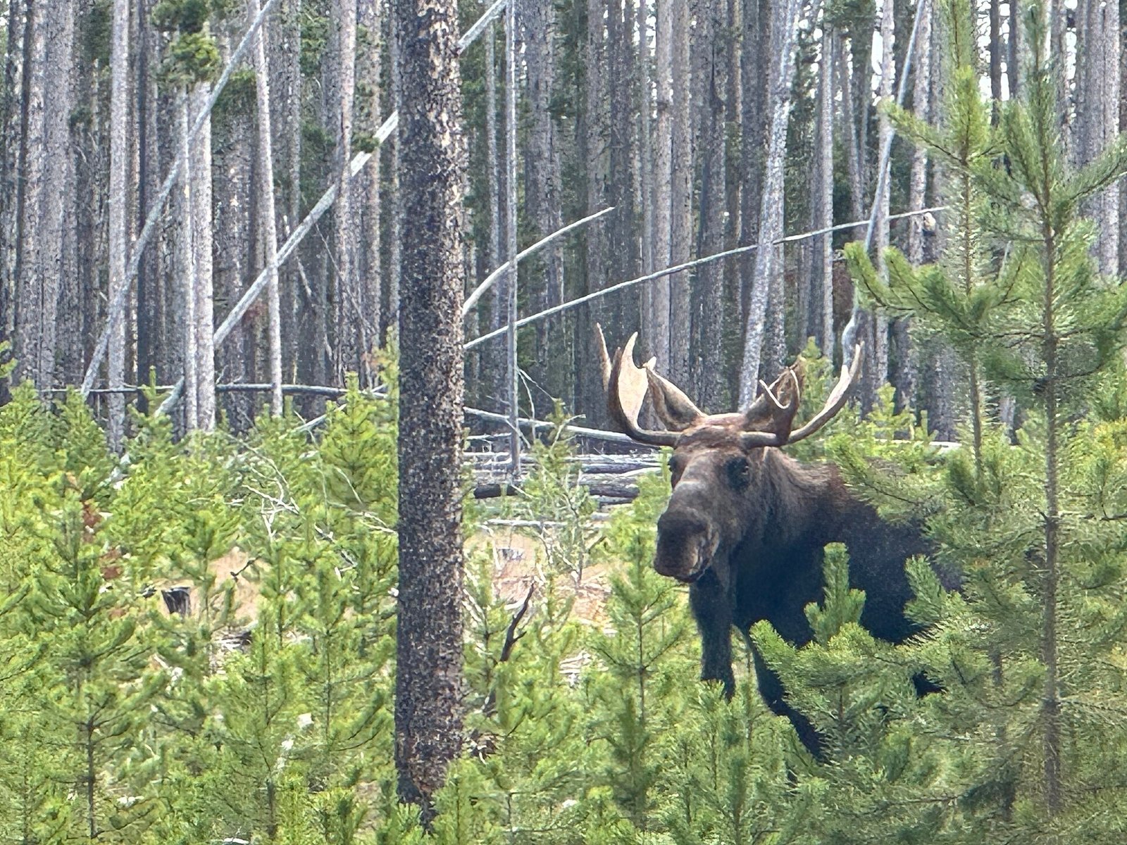 Moose moving through a lodgepole forest
