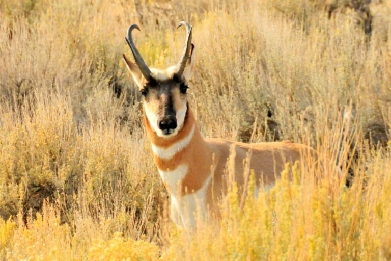 Pronghorn buck facing the camera in golden grass and sagebrush