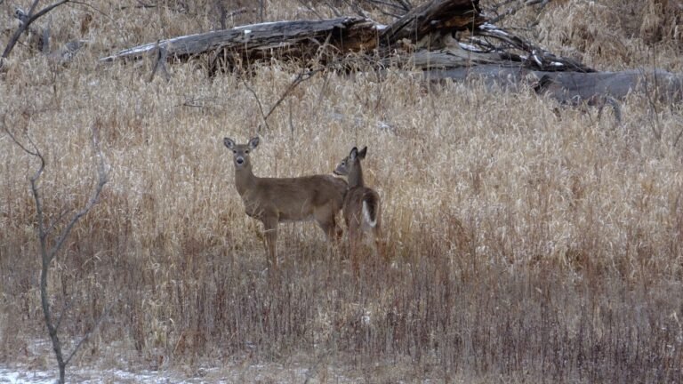 Two white-tailed does standing in tall winter grass