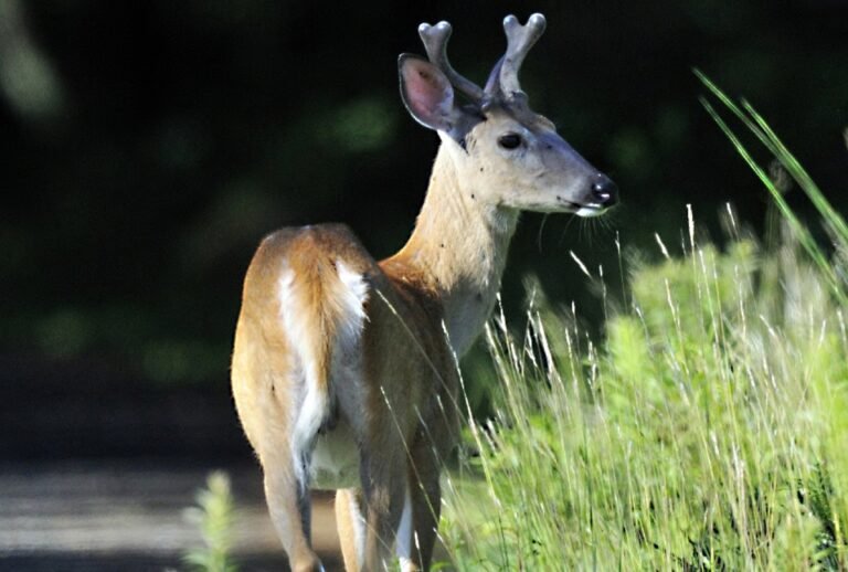 Young white-tailed buck in summer coat looking over its shoulder