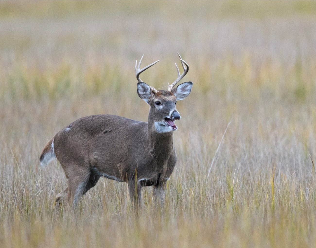 Antlered white-tailed buck standing in coastal marsh grass