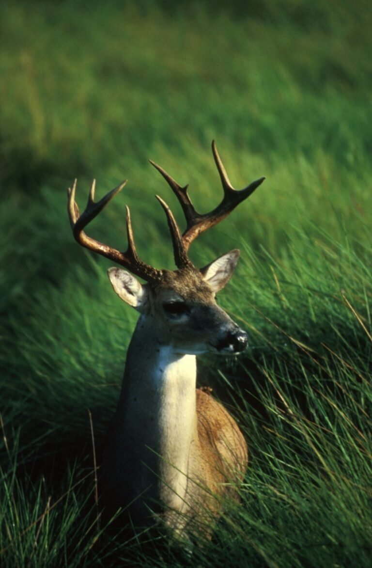 Mature white-tailed buck standing in tall green grass