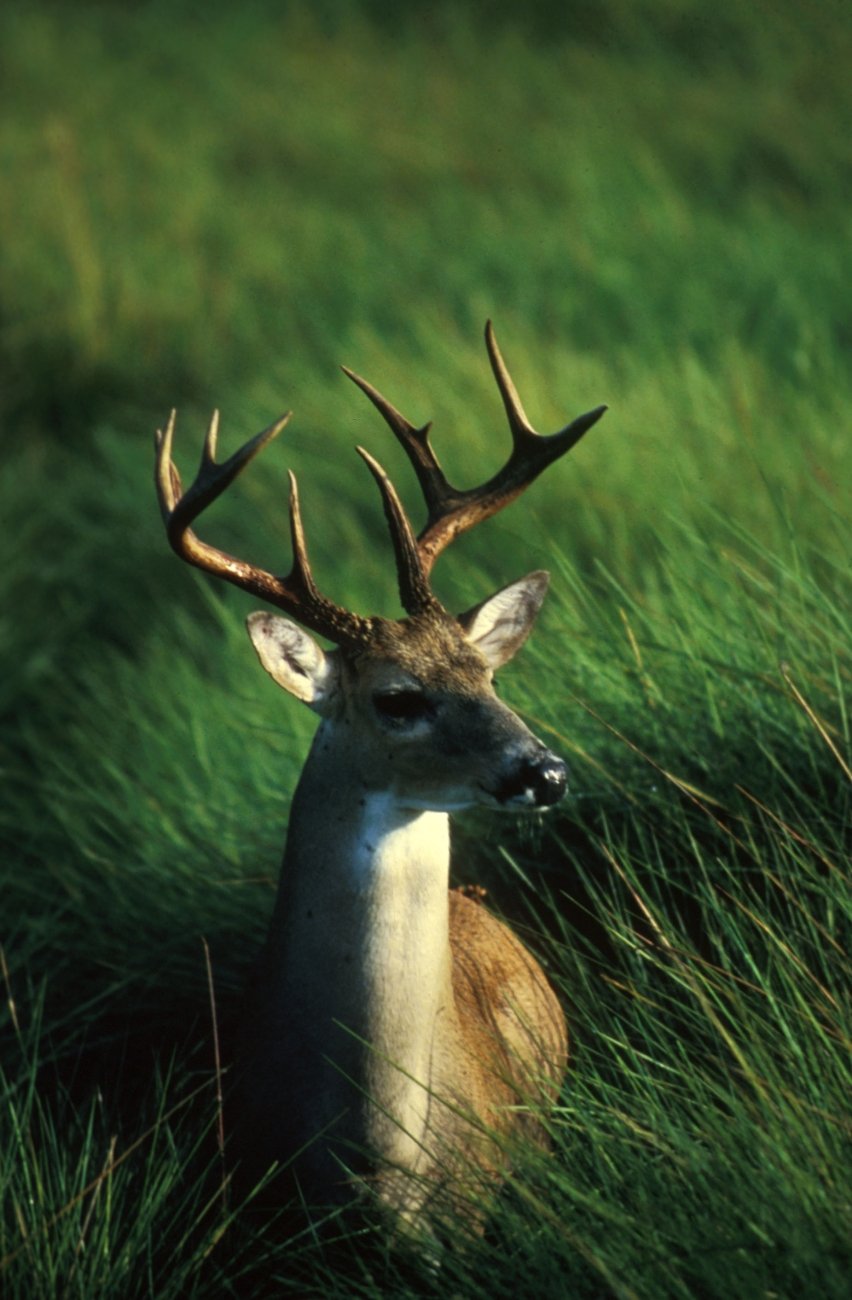 Mature white-tailed buck standing in tall green grass