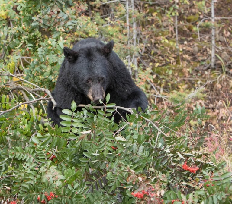 Black bear feeding on red mountain ash berries along a forest edge