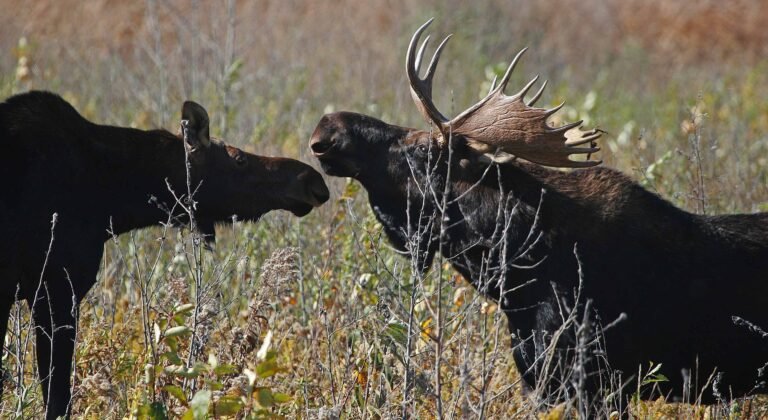 Two moose standing in northern wetland habitat