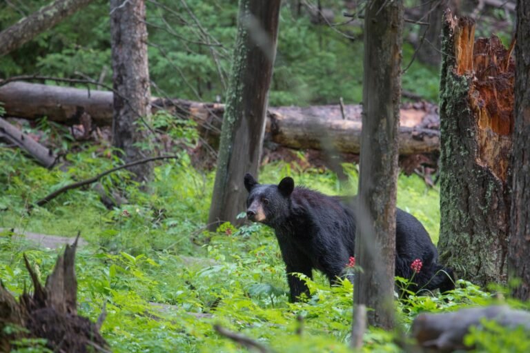 Black bear walking through green underbrush in an open conifer forest