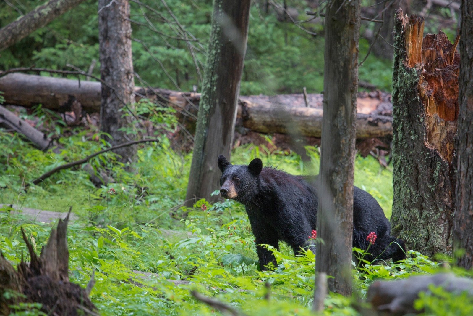 Black bear walking through green underbrush in an open conifer forest