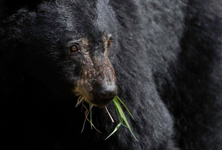 Black bear feeding in short grass beside a forested plateau
