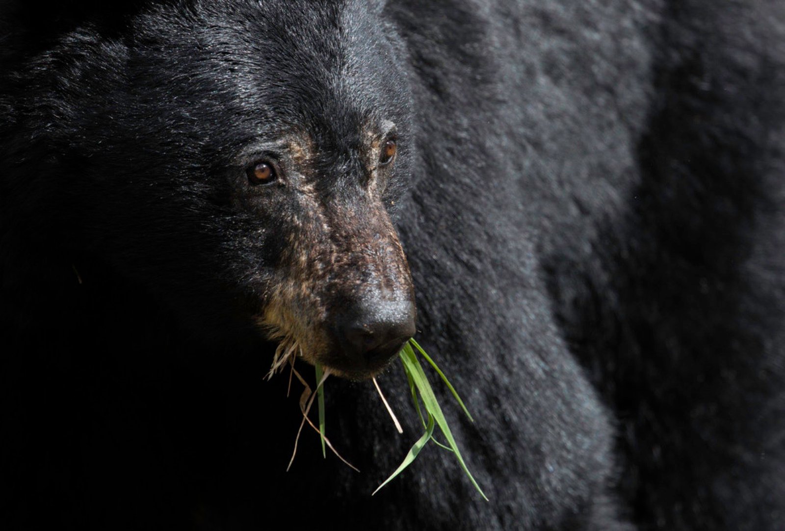 Black bear feeding in short grass beside a forested plateau