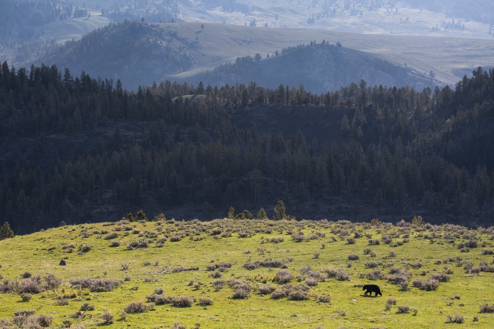 Black bear walking across a sagebrush hillside with mountain ridges behind it
