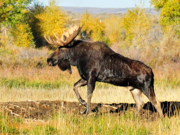 Bull moose standing in willow and riparian cover