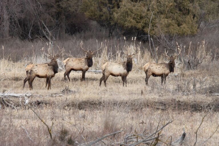 Four bull elk standing in winter grass near a forest edge in Charlo, Montana.
