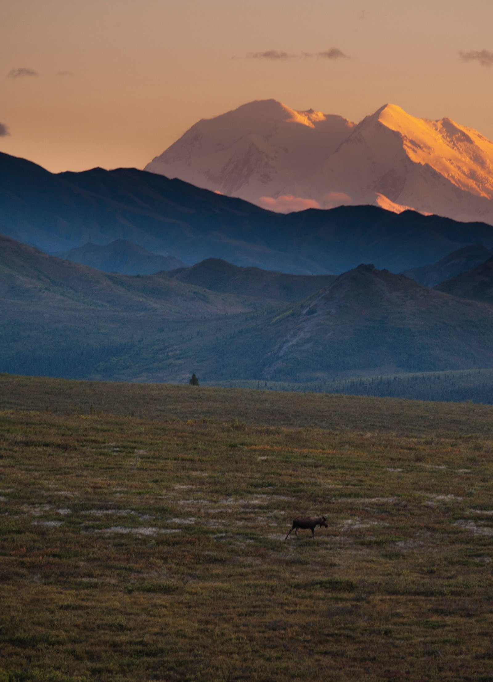 Moose crossing an upland meadow below Denali at sunset