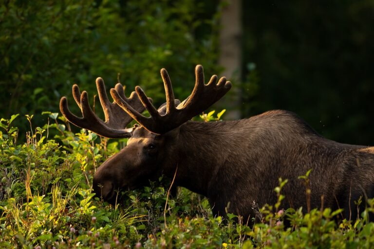 Bull moose browsing in dense vegetation in evening light