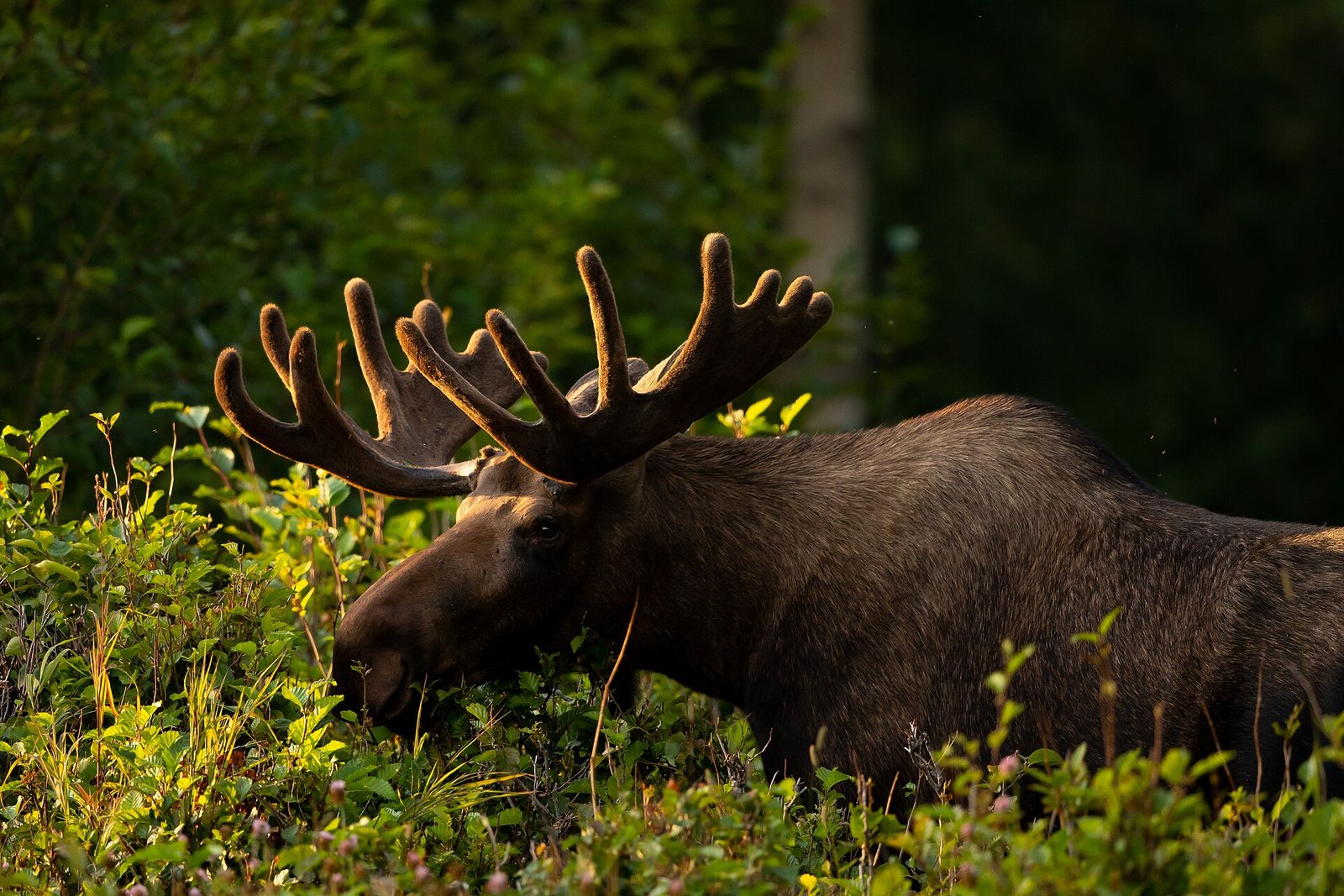 Bull moose browsing in dense vegetation in evening light