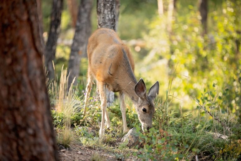 Mule deer grazing in a forest at Rocky Mountain National Park, Colorado.