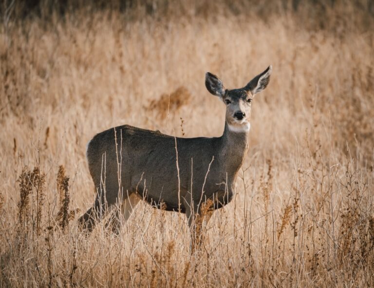 Mule deer standing in dry grass near Sedalia, Colorado.
