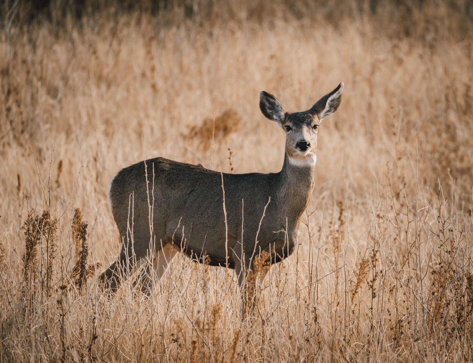 Mule deer standing in dry grass near Sedalia, Colorado.