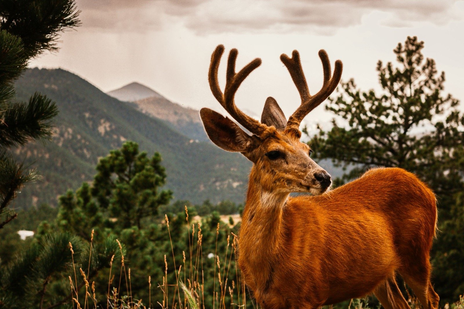 Mule deer buck standing in Rocky Mountain National Park, Colorado