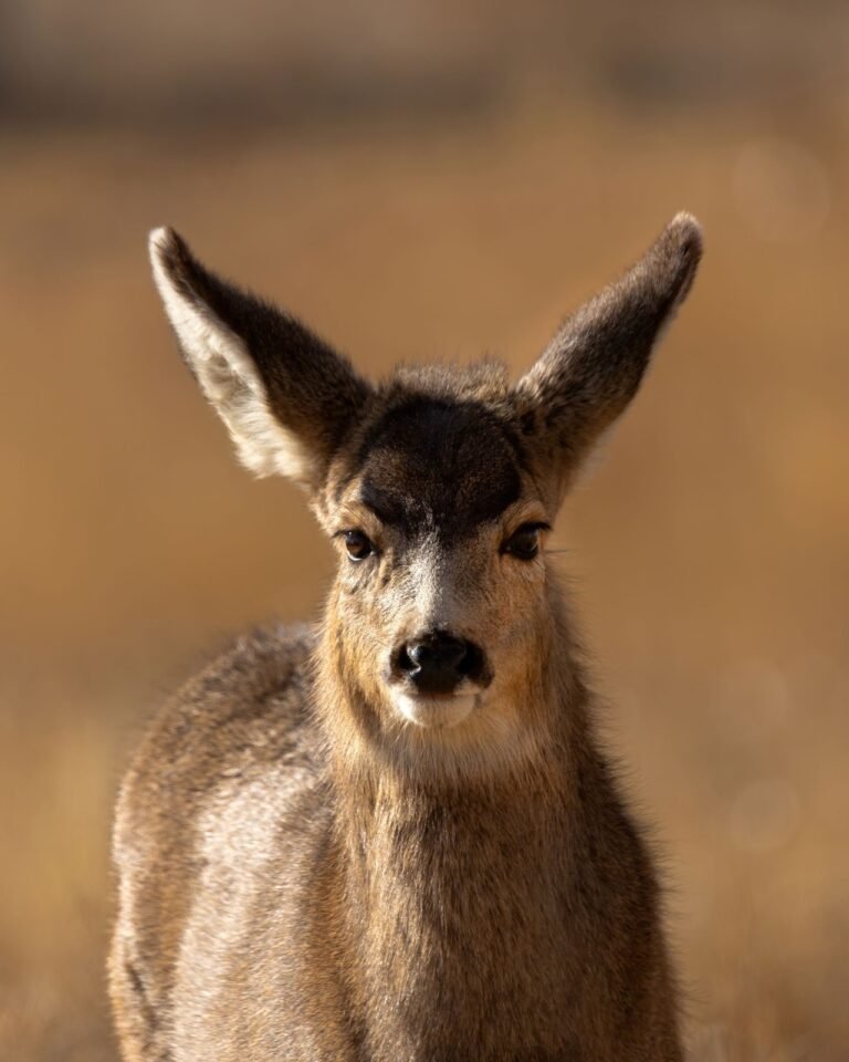 Young mule deer looking toward the camera in natural vegetation.